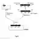 Fig. 07 - Method of producing succinic acid with bacterium comprising a modified fumarate reductase gene or a modified succinate dehydrogenase gene