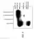 Fig. 09 - Compositions and methods for enhancing the immunogenicity of antigens