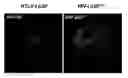 Fig. 01 - HIV TEV compositions and methods of use