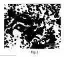 Fig. 03 - Enriched pancreatic stem cell and progenitor cell populations, and methods for identifying, isolating and enriching for such populations