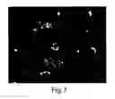 Fig. 08 - Enriched pancreatic stem cell and progenitor cell populations, and methods for identifying, isolating and enriching for such populations