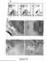 Fig. 13 - Neural progenitor cells derived from whole bone marrow