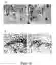 Fig. 14 - Neural progenitor cells derived from whole bone marrow