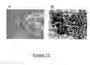 Fig. 16 - Neural progenitor cells derived from whole bone marrow