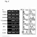 Fig. 06 - In vitro differentiation and maturation of mouse embryonic stem cells into hepatocytes