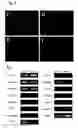 Fig. 07 - In vitro differentiation and maturation of mouse embryonic stem cells into hepatocytes