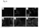 Fig. 08 - In vitro differentiation and maturation of mouse embryonic stem cells into hepatocytes