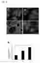 Fig. 09 - In vitro differentiation and maturation of mouse embryonic stem cells into hepatocytes