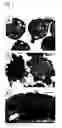 Fig. 12 - In vitro differentiation and maturation of mouse embryonic stem cells into hepatocytes