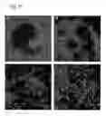Fig. 16 - In vitro differentiation and maturation of mouse embryonic stem cells into hepatocytes