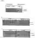 Fig. 03 - Targeted transgenesis using the rosa26 locus