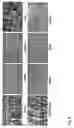 Fig. 07 - Targeted transgenesis using the rosa26 locus