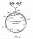 Fig. 04 - Amplifiable adeno-associated virus (AAV) packaging cassettes for the production of recombinant AAV vectors