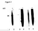 Fig. 05 - Amplifiable adeno-associated virus (AAV) packaging cassettes for the production of recombinant AAV vectors