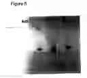 Fig. 06 - Amplifiable adeno-associated virus (AAV) packaging cassettes for the production of recombinant AAV vectors