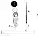 Fig. 01 - Use of magnetic particles for determining binding between bioactive molecules