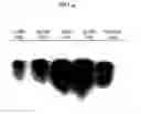 Fig. 01 - Compositions for protecting plants from pathogens