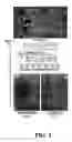 Fig. 02 - Oxytocin as cardiomyogenesis inducer and uses thereof