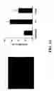 Fig. 04 - Oxytocin as cardiomyogenesis inducer and uses thereof