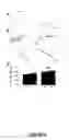 Fig. 08 - Methods of treating neurological diseases by regulating migration of neuroblasts in the adult nervous system with tenascin-R