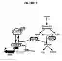 Fig. 13 - Metabolic-based methods for modulating gene expression