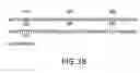 Fig. 06 - Diagnostic methods involving human growth factor huXAG-1