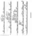 Fig. 22 - OB protein-immunoglobulin chimeras