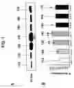 Fig. 02 - Compositions and methods for use of a protease inhibitor and adenosine for preventing organ ischemia and reperfusion injury