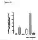 Fig. 17 - Method of modulating epithelial cell activity by modulating the functional levels of sphingosine kinase