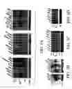 Fig. 07 - BIVM (basic, immunoglobulin-like variable motif-containing) gene, transcriptional products, and uses thereof
