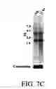 Fig. 12 - BIVM (basic, immunoglobulin-like variable motif-containing) gene, transcriptional products, and uses thereof
