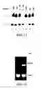Fig. 15 - BIVM (basic, immunoglobulin-like variable motif-containing) gene, transcriptional products, and uses thereof