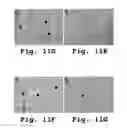 Fig. 12 - Antisense antiviral compounds and methods for treating a filovirus infection