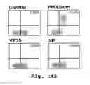 Fig. 14 - Antisense antiviral compounds and methods for treating a filovirus infection