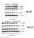 Fig. 07 - Hsp90 inhibitors, methods of making and uses therefor