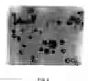 Fig. 09 - Molecules and methods for fluorescence microscopy
