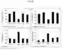 Fig. 04 - Method of using carotenoids in the prevention of cognitive decline and for other neuroprotection functions