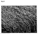 Fig. 08 - Templated native silk smectic gels