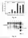 Fig. 03 - Pon polypeptides polynucleotides encoding same and compositions and methods utilizing same