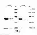 Fig. 04 - Pon polypeptides polynucleotides encoding same and compositions and methods utilizing same