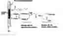 Fig. 01 - Process for performing an isolated Pd(II)-mediated oxidation reaction