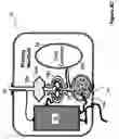 Fig. 08 - Apparatus and method for ablating deposits from blood vessel