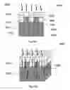 Fig. 13 - Planar-formed absorbent core structures