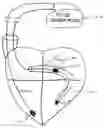 Fig. 01 - Integrated lead for applying cardiac resynchronization therapy and neural stimulation therapy