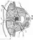 Fig. 17 - Percutaneous endoscopic access tools for the spinal epidural space and related methods of treatment
