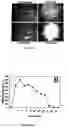 Fig. 05 - Method of disrupting heme transport in nematodes and of modelling and evaluating eukaryotic heme transport