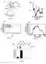 Fig. 08 - Method of disrupting heme transport in nematodes and of modelling and evaluating eukaryotic heme transport