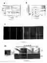 Fig. 09 - Method of disrupting heme transport in nematodes and of modelling and evaluating eukaryotic heme transport
