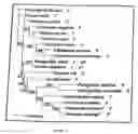 Fig. 11 - Method of disrupting heme transport in nematodes and of modelling and evaluating eukaryotic heme transport