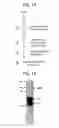 Fig. 02 - Compositions for blocking the inhibitory effect of human CRP on human leptin